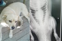 HAYVAN HAKLARı FEDERASYONU - Vicdansızlar Köpeği Pompalı Tüfekle Vurdu