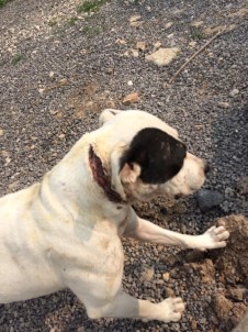 Boynu Kesilmiş Halde Bulunan Köpeğe Vatandaşlar Sahip Çıktı