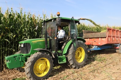 Elazığ'da Silajlık Mısır Hasadı Başladı