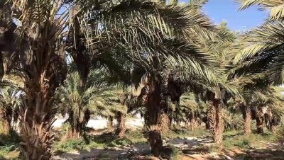 Filistin'de Palmiye Atığından Kağıt Mendil Üretiliyor