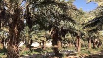 FABRIKA - Filistin'de Palmiye Atığından Kağıt Mendil Üretiliyor