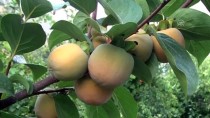 DERECIK - Hakkari'de Ilıman İklim Meyveleri Yetiştiriliyor