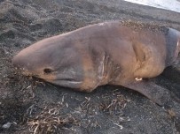 KÖPEK BALIĞI - İzmir'de 3 Metre Uzunluğunda Köpek Balığı Karaya Vurdu