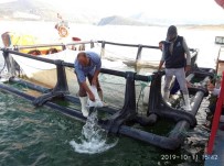 Kemer Baraj Gölü'ne 2 Bin Yayın Balığı Bırakıldı Haberi