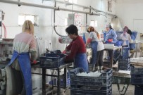 FABRIKA - (Özel) Bu Fabrikada Çalışanların Tamamı Kadın