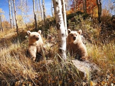 (Özel) Nemrut'un Ziyaretçilerini Kardeş Boz Ayılar Karşılıyor