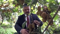 TÜRKIYE ZIRAAT ODALARı BIRLIĞI - Türkiye'de Kivi Üretimi Artıyor