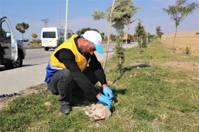 Yaralı Köpeğe Tuşba Belediyesi Sahip Çıktı