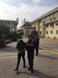 Fındık Hırsızları Yakalandı Açıklaması 3 Tutuklama