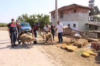 KıRKPıNAR - Hayvan Hırsızları Jandarmadan Kaçamadı