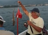 KÖPEK BALIĞI - İzmir'de Art Arda Köpek Balığı Heyecanı