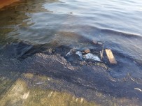 FELAKET - İzmir'de Denizde Korkutan Manzara