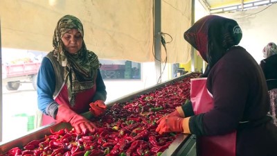 Kulaca'nın Hollanda'ya Salça İhracatında 15 Yılda 15 Kat Artış