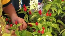 DOĞAL ÜRÜN - Öğrencilerden Okul Ve Pansiyon Bahçesinde Meyve Sebze Üretimi