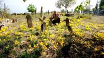 KABRISTAN - Sarı Çiğdemler 200 Yıllık Mezarlığı Her Yıl Sarıya Bürüyor