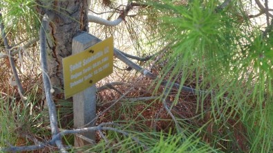 173 Şehidin İsminin Kazındığı Orman Açıklaması 'Çanakkale Şehitler Ormanı'
