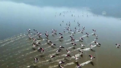Acıgöl'de Flamingoların Görsel Şöleni