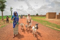 BURKINA - Afrika'da Hayvancılığın Gelişimine Türkiye'den Katkı