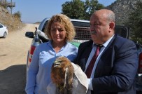 Afyonkarahisar'da Tedavi Edilen Kızıl Şahinler Doğaya Bırakıldı
