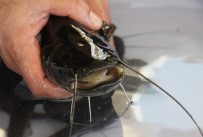 Aydın'da Yayın Balığı İle 10 Milyonluk Gelir Elde Edilecek Haberi