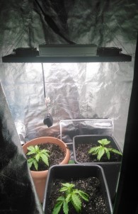 Çatı Katında Hint Keneviri Yetiştiren Bir Kişi Tutuklandı