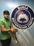 BURSA BÜYÜKŞEHİR BELEDİYESİ - İşkenceye Uğrayan Kediye Büyükşehir Şefkati
