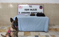 KONTROL NOKTASI - Jandarma Otobüste Uyuşturucu Ele Geçirdi