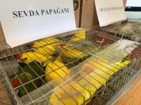 Kaçak Papağan Operasyonu Açıklaması 45 Papağana El Konuldu