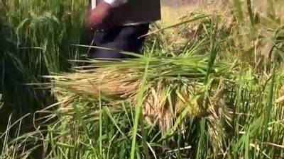 Karacadağ Pirincinin Tarladan Sofraya Yolculuğu