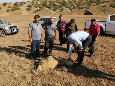 Kırıkkale'de Kurtlar Sürüye Saldırdı, 10 Koyun Telef Oldu