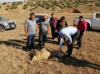 KURT SALDIRISI - Kırıkkale'de Kurtlar Sürüye Saldırdı, 10 Koyun Telef Oldu
