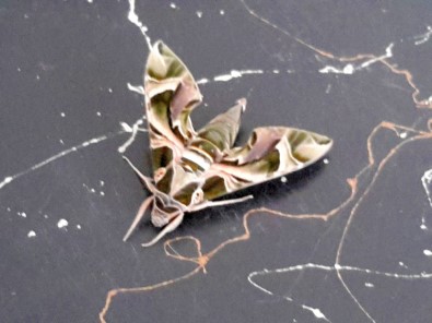 Konya'da Askeri Kamuflaj Desenli Kelebek Bulundu