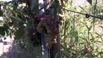 EMINE ERDOĞAN - Köy Köy Gezip Üzüm Çeşitlerini Korumaya Aldılar