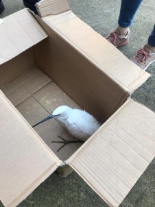 Küçük Akbalıkçıl Kuşu Saçmalara Hedef Oldu