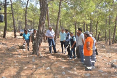 Mersin Orman Bölge Müdürlüğü, Silifke 8 Ton Reçine Üretimi Gerçekleştirdi