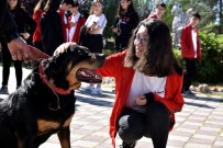 ROTTWEİLER - Öldü Sandığı Köpeğine Okul Gezisinde Kavuştu