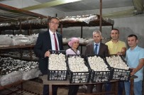 KÜLTÜR MANTARı - Ordu'da mantar üretimi artıyor