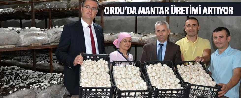 Ordu'da mantar üretimi artıyor