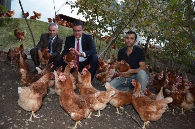 Ordu'da Organik Yumurta Üretimi Artıyor