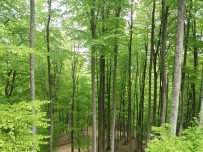 HASAN ÖZTÜRK - Samsun'da 55 Bin 555 Fidan Toprakla Buluşacak