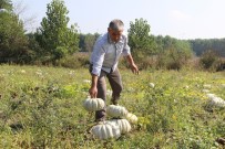 FİYAT ARTIŞI - Türkiye'nin Kabak Ambarında Hasat Başladı
