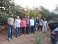 FEVZI ÇAKMAK - Zeytin Ve Narlar Mahalleliye Ücretsiz Dağıtıldı