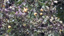 ABANT İZZET BAYSAL ÜNIVERSITESI - Doğal İlaç Dağ Meyvesi Açıklaması 'Alıç'