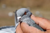 BALCı - Güvercinleri Tutup Santim Santim Ölçüyorlar