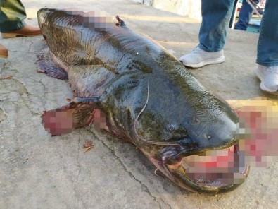 İznik Gölü'nde 65 Kiloluk Dev Yayın Balığı Yakalandı