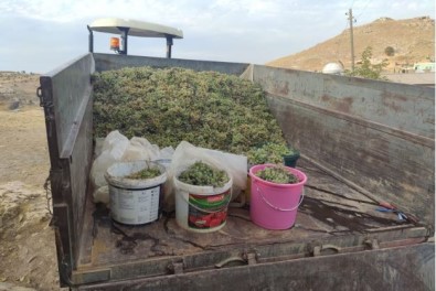 Mazıdağı'nda Mezrone Üzümün Pestil Ve Cevizli Sucuk Yolculuğu Devam Ediyor