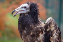 MıSıR - Mısır Akbabasının İki Ülke Arasındaki Yolculuğu