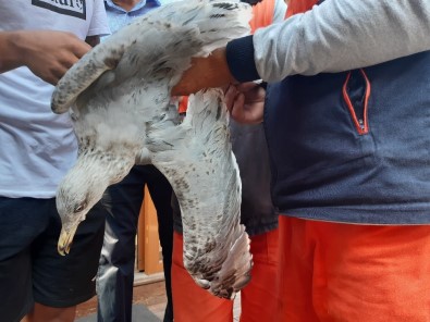 (ÖZEL) Ayakları Ve Gagası Bağlanan Martıyı Belediye İşçileri Kurtardı