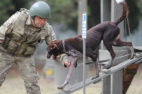 SINIR ÖTESİ OPERASYON - Sınır Ötesi Operasyonlara Yerli Irk Köpek