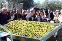 AYVALIK BELEDİYESİ - Uluslararası Zeytin Hasat Festivali Başlıyor